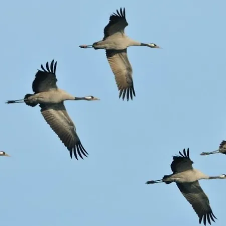דירה Sejour Bucolique Au Du Der ז'יפמוגיפומון-שמפובר
